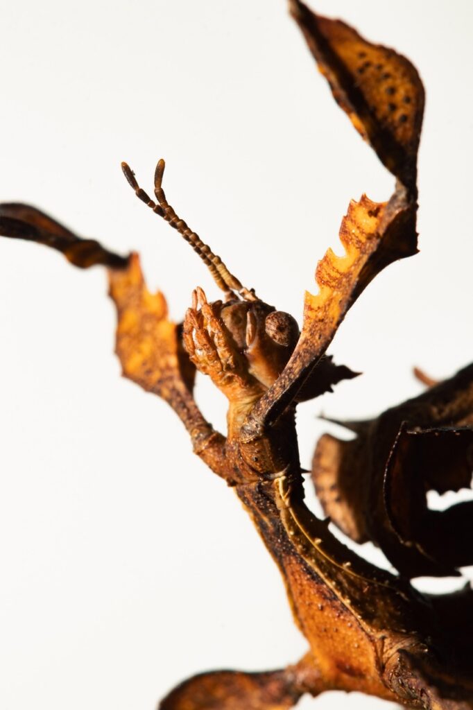 NMNプレミアムは本当に送料無料で購入できるある？