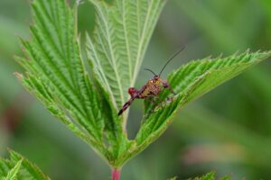 NMNプレミアムの推奨摂取量は年齢別でどのように変わるのか？