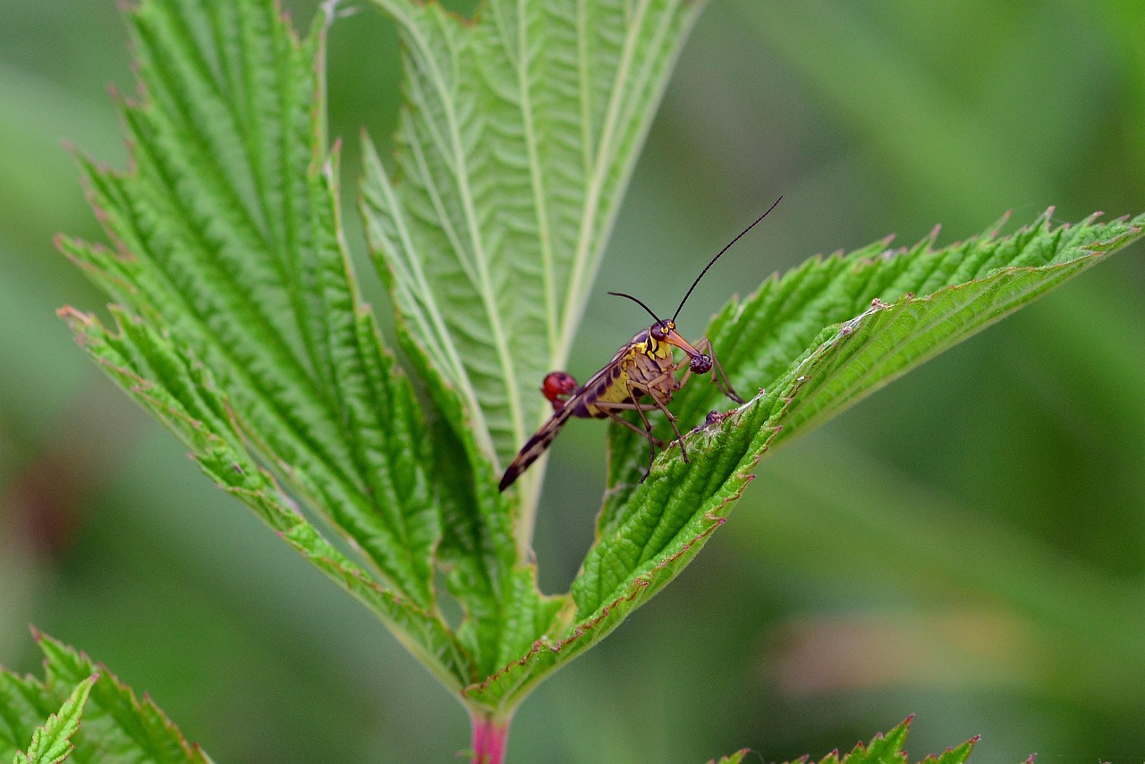 NMNプレミアムの推奨摂取量は年齢別でどのように変わるのか？