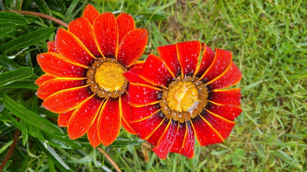 NMNプレミアムの運動効果と相乗効果はどのようなものですか？