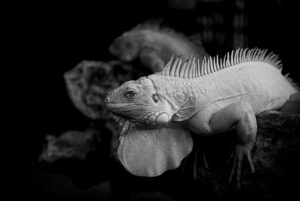 NMNプレミアムカプセルのタイプによる違いとは？