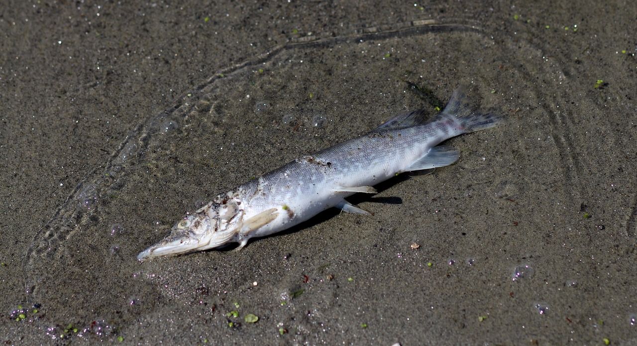 NMNプレミアムには副作用があるのか？